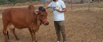 अमरीका छोड़ा और अब साल 85 गायों की मदद से 400 घरों में दे रहे शुध्द दूध