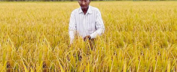 पत्रकारिता छोड़ी, चावल की खेती से मुनाफा कमाया