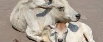 बकरीद पर गौवंश की कुर्बानी गैर कानूनी है