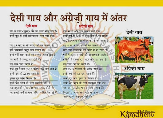 देसी गाय वाकई में काम धेनुः देश के 40 लाख किसान बिना खर्च ले रहे लाभ