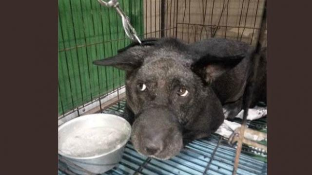 बुराड़ी केस : दुख में डूबा परिवार का कुत्ता का  ‘जैकी’, छोड़ा खाना-पानी